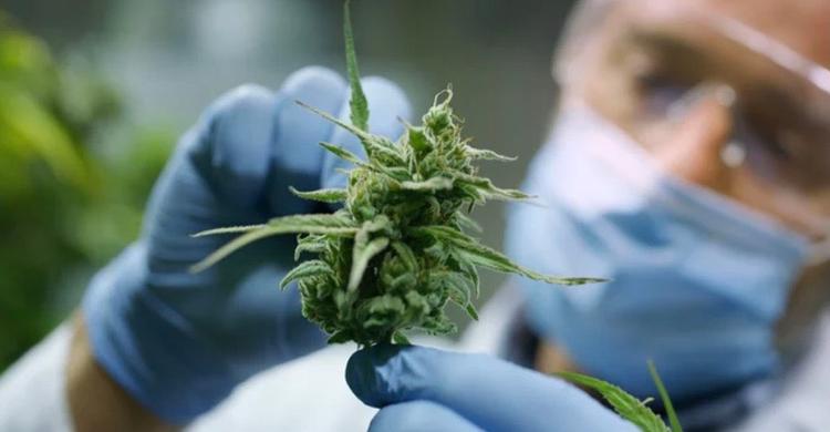 Cannabis
