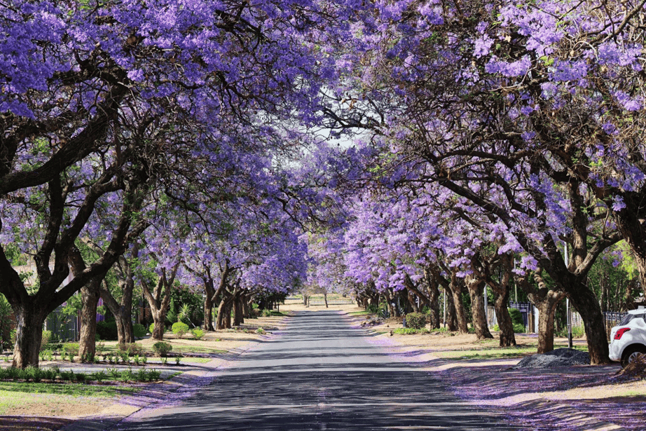 Jacaranda à Ciudad de Mexico