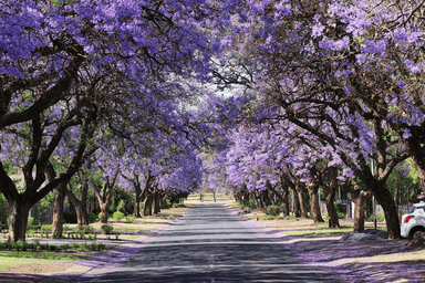 Jacaranda à Ciudad de Mexico