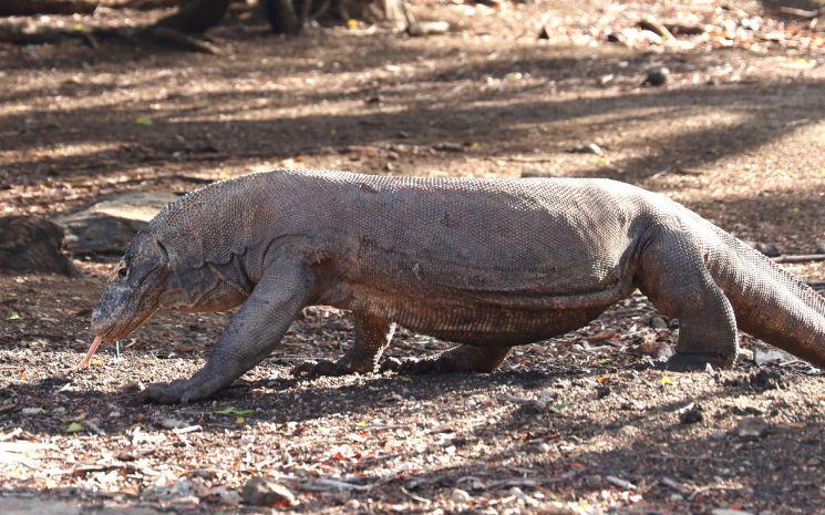 Komodo