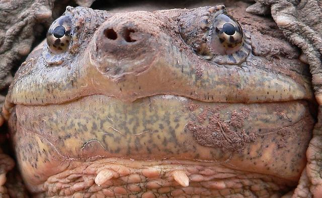 Tortue