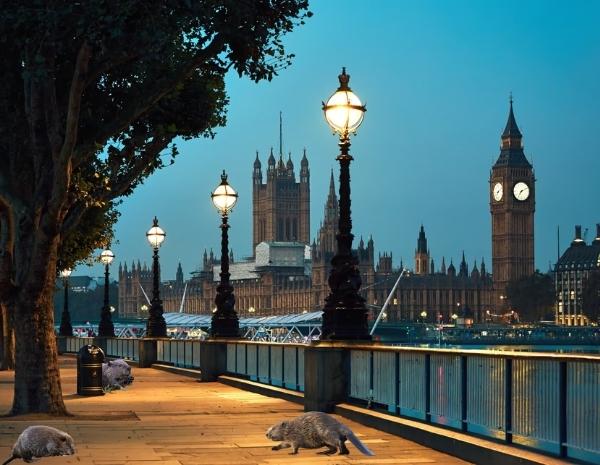 La réintroduction de castors 