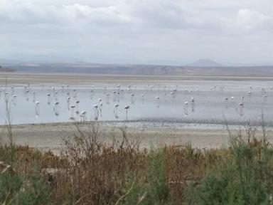 Laguna de Fuente de Piedra 