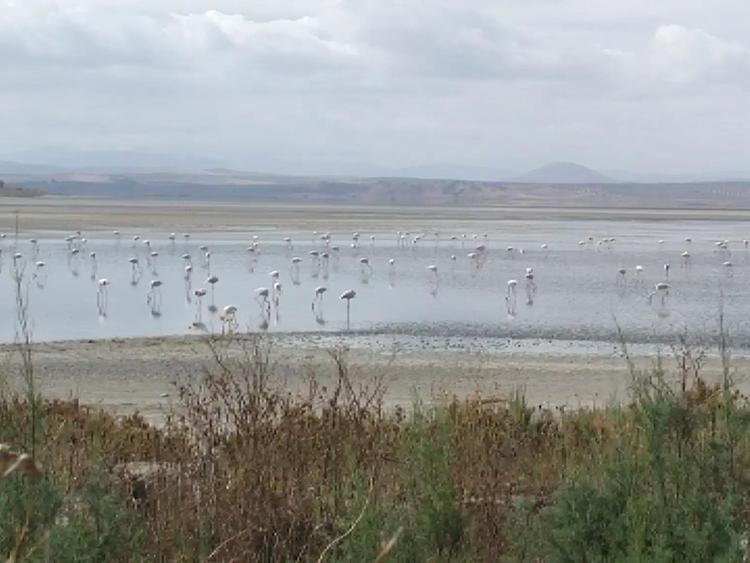 Laguna de Fuente de Piedra 