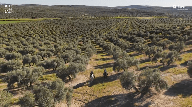 Mer d’oliviers à Jaén (@viajarporjaen)