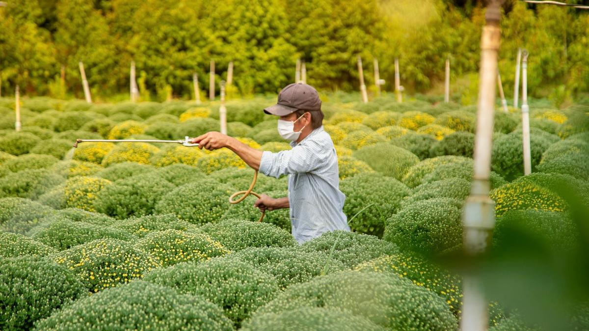Thé pesticides 
