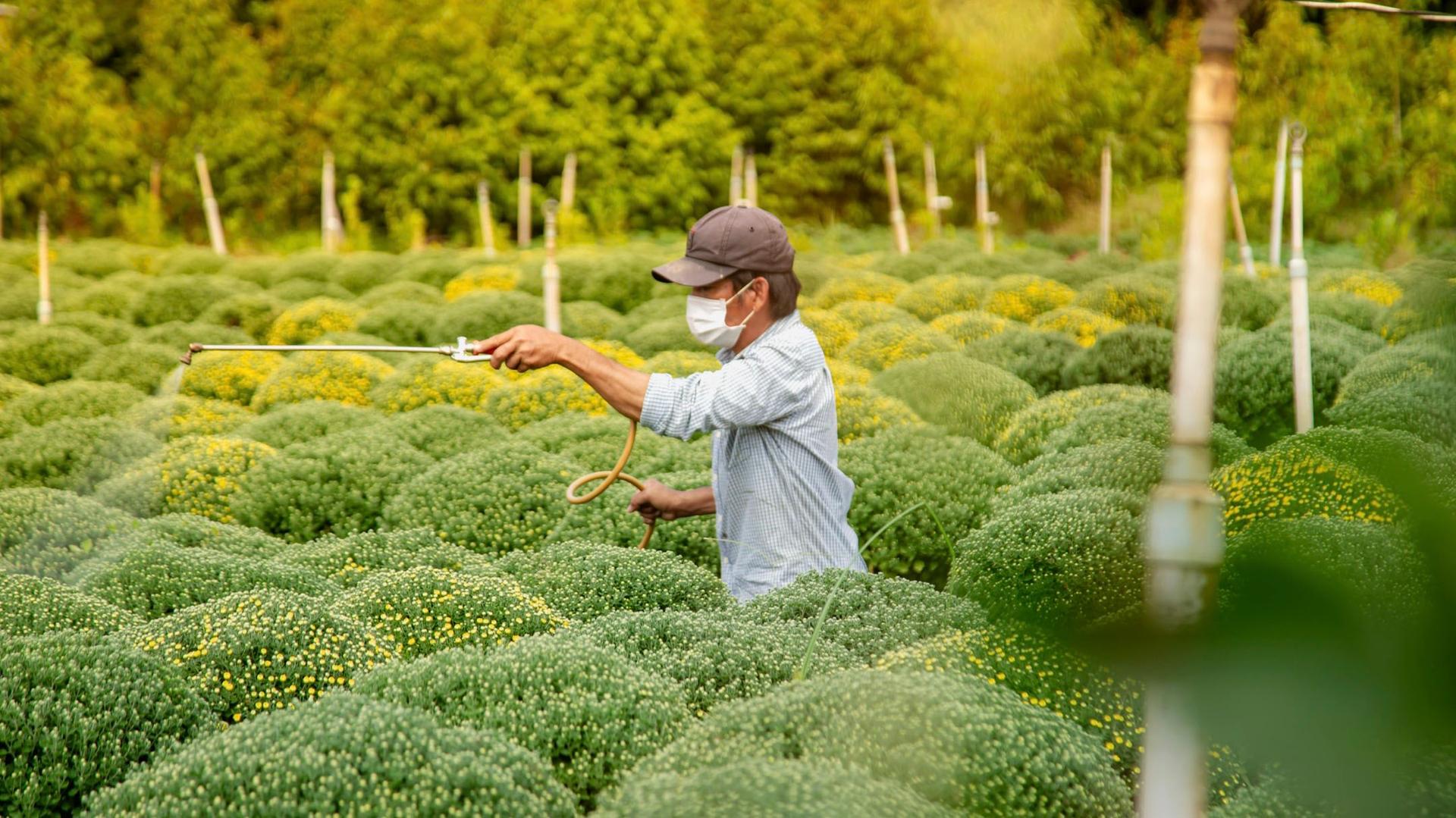 Thé pesticides 