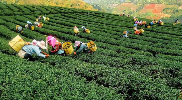 Cultivateurs de thé oolong