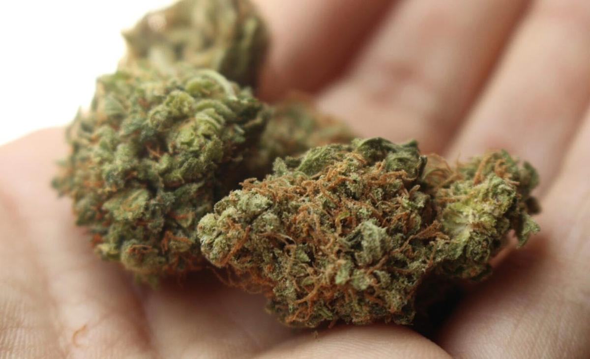 Cannabis