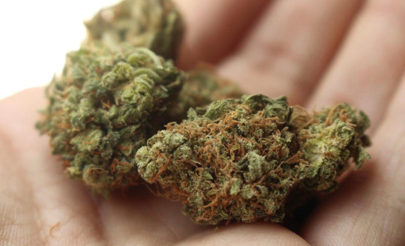 Cannabis