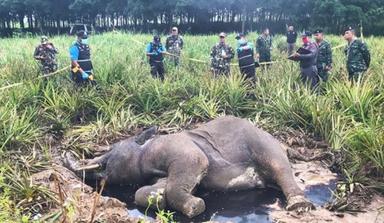 Éléphant mort Thaïlande 