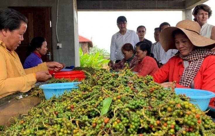 Poivre Kampot - AKP