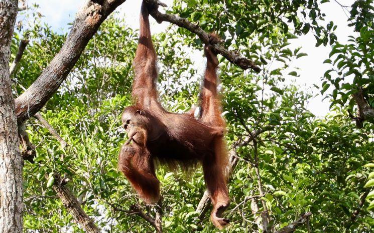 Une-orang