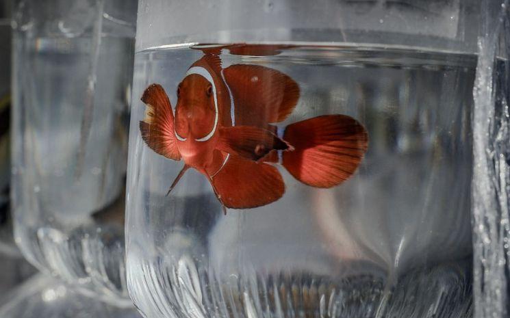 aquariophilie