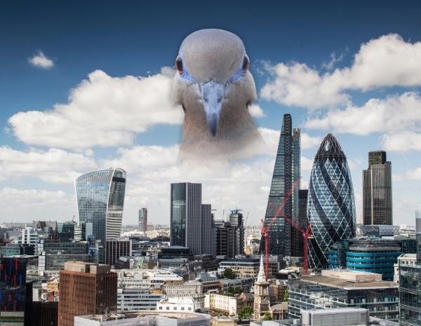 pigeon londres agressifs