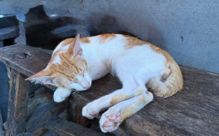 Chat-Jakarta