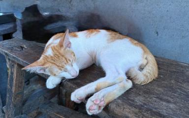 Chat-Jakarta