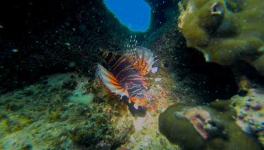 Poisson lion 