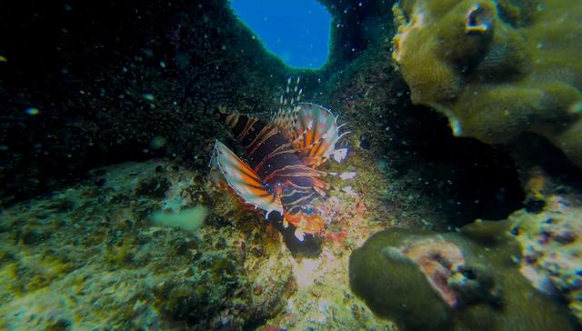 Poisson lion 