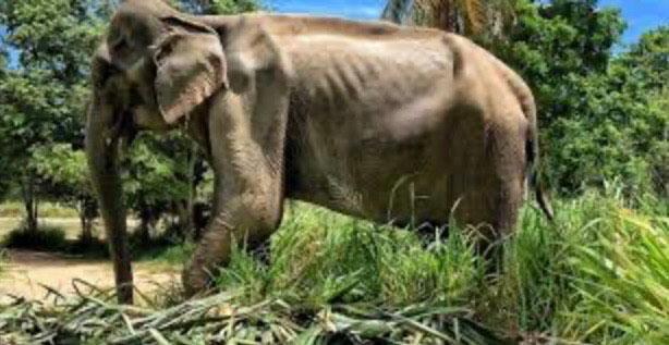 Éléphant famélique Thaïlande 