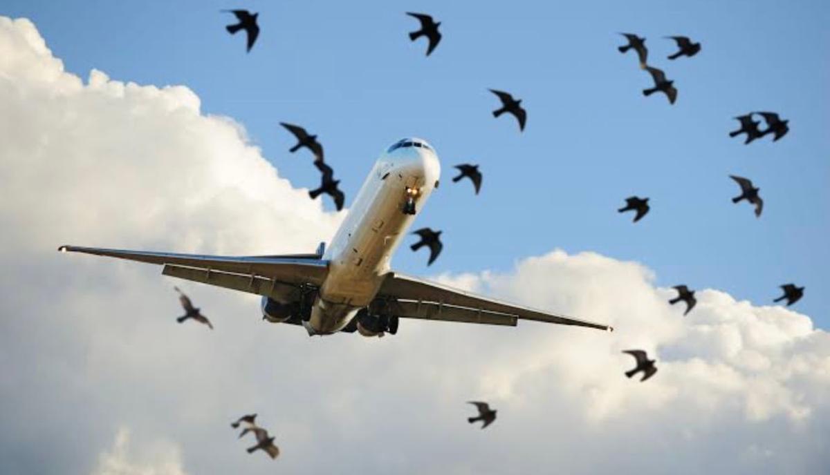 Avion et oiseaux 