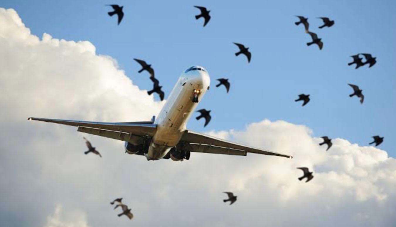 Avion et oiseaux 