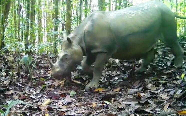 Rhino-borneo_0