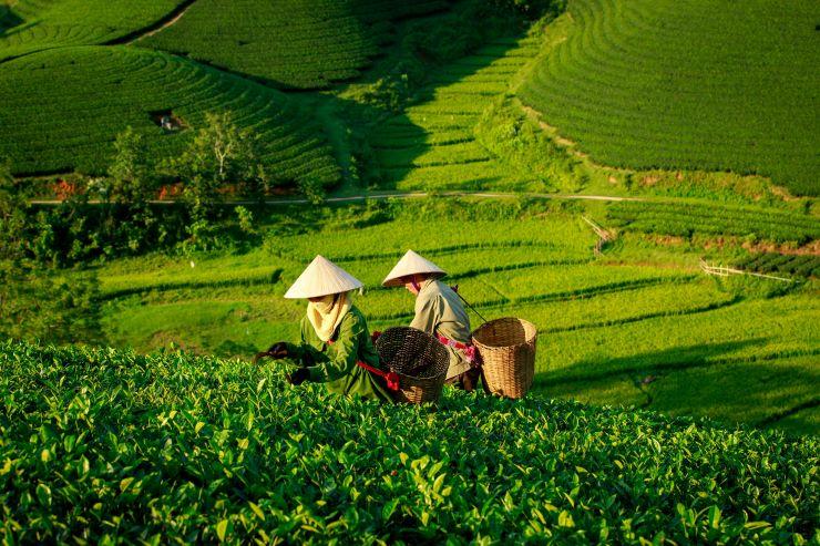Le commerce agro-sylvicole vietnamien maintient sa croissance en 2026 