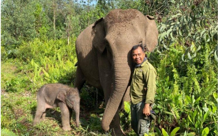 elephant-Ria