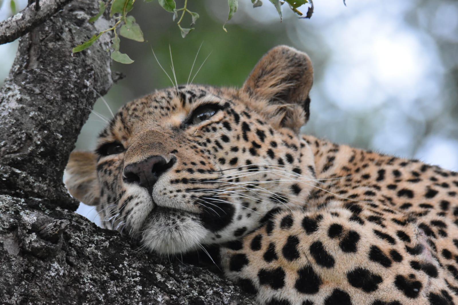 Guepard_sieste 