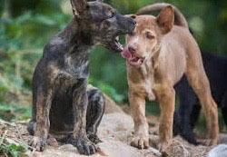 Chiens sauvages Thaïlande 