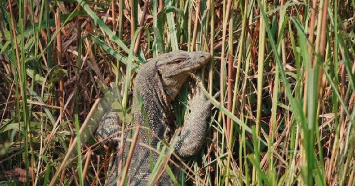 Varan Thaïlande 
