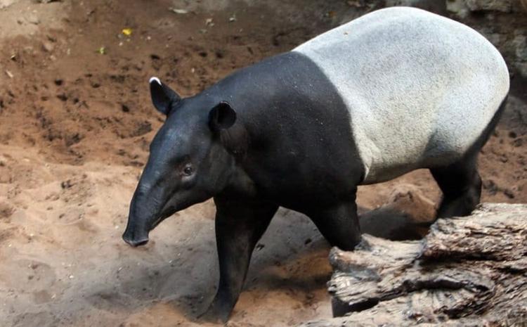 Tapir Thaïlande 