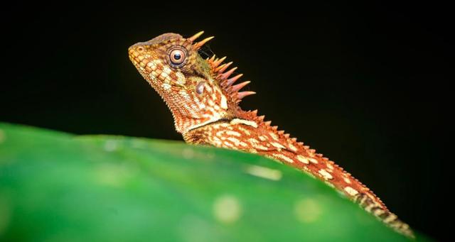 Dragon de Thaïlande 