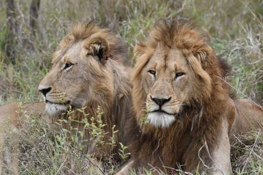 Lions_Laurence_ZANINO