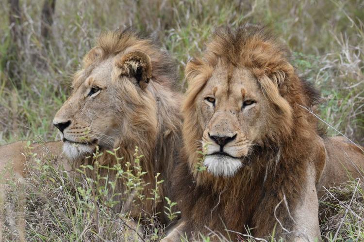 Lions_Laurence_ZANINO