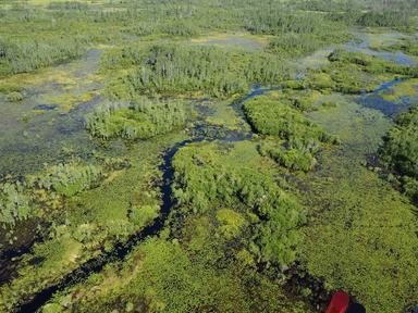 Le refuge national de faune et de flore sauvages d’Okefenokee, est sur la liste du patrimoine mondial de l'unesco