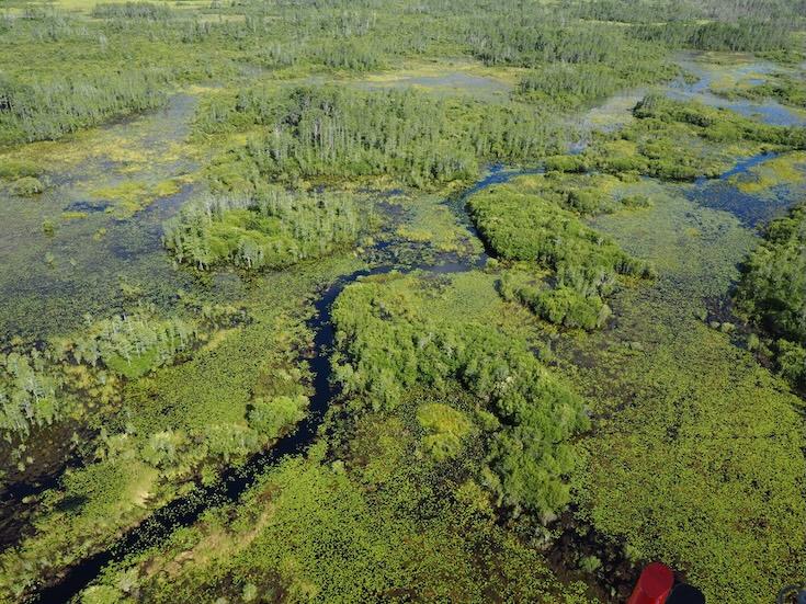 Le refuge national de faune et de flore sauvages d’Okefenokee, est sur la liste du patrimoine mondial de l'unesco