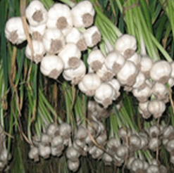 ail