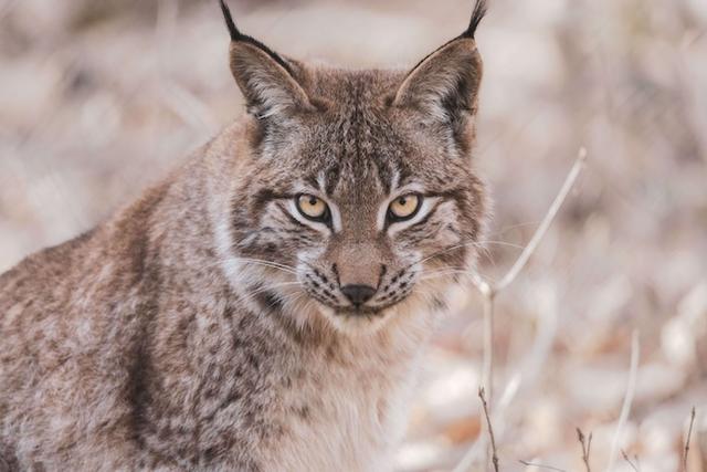 lynx ibérique