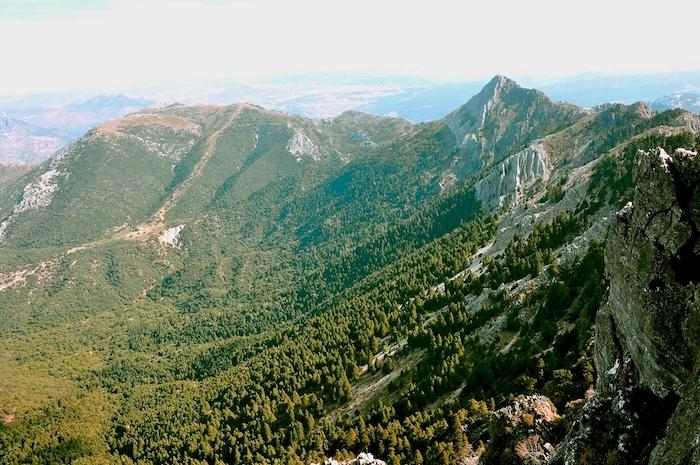 montagnes avec les forets de Grazalemas