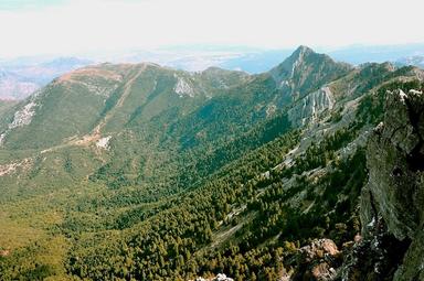montagnes avec les forets de Grazalemas