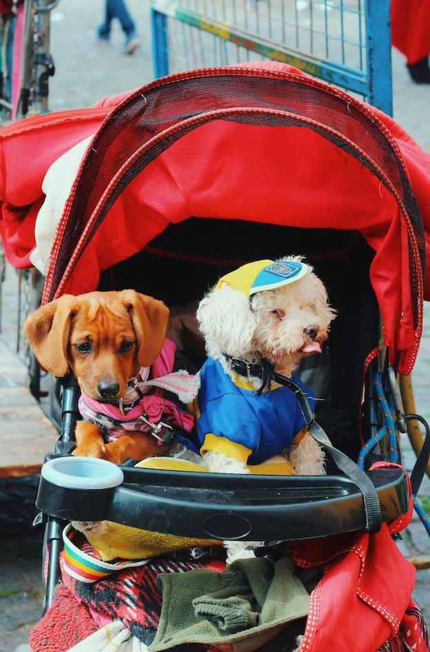 poussettes chiens japon