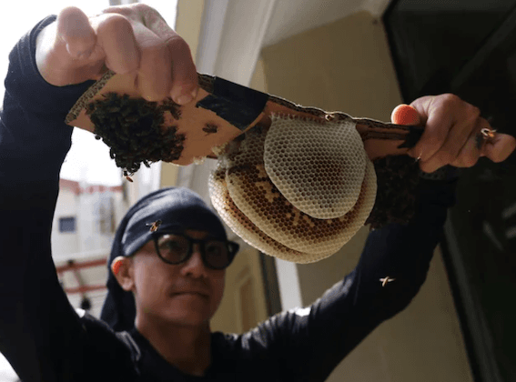 singapour abeilles