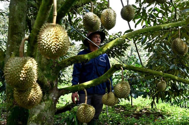 Sur les hauts plateaux du Vietnam, le lucratif durian remplace le café