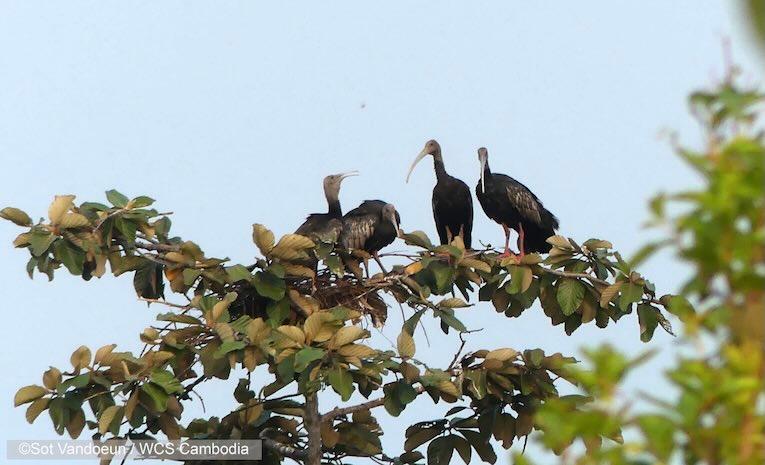 ibis géant