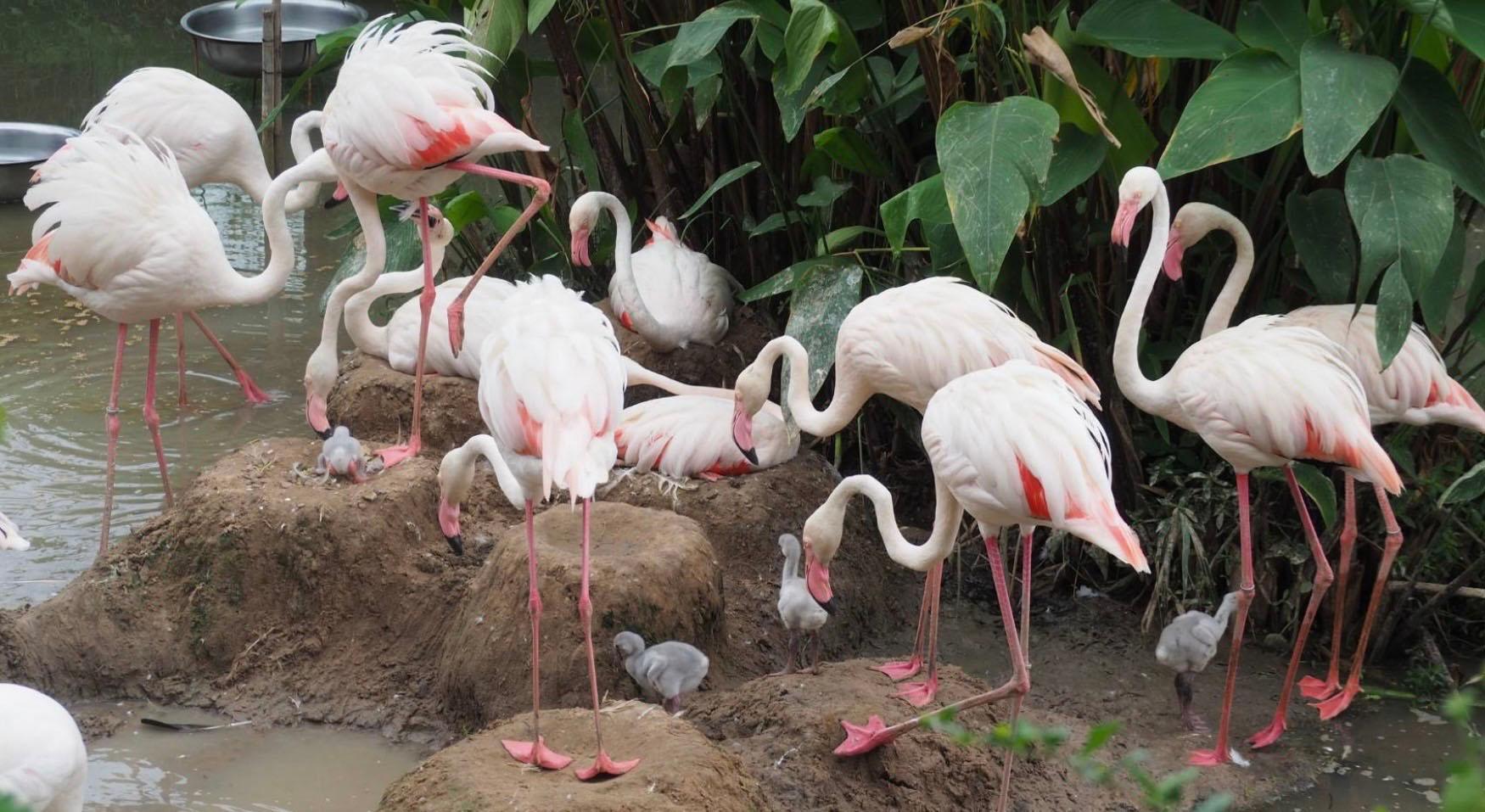 Flamants roses avec bébés