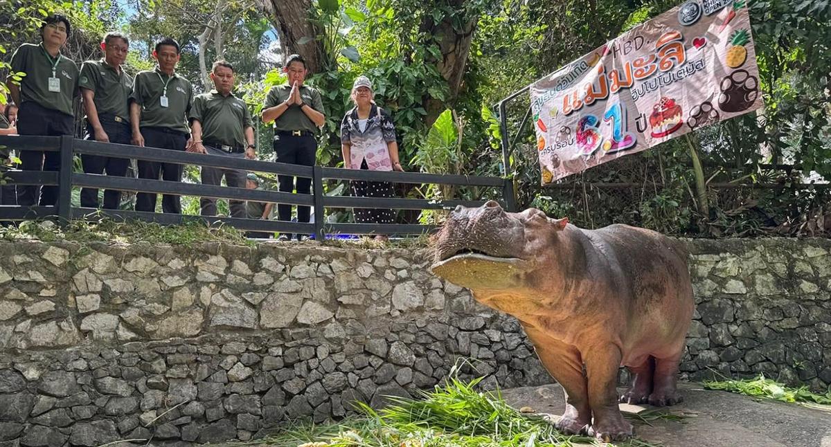 Mae Mali hippopotame