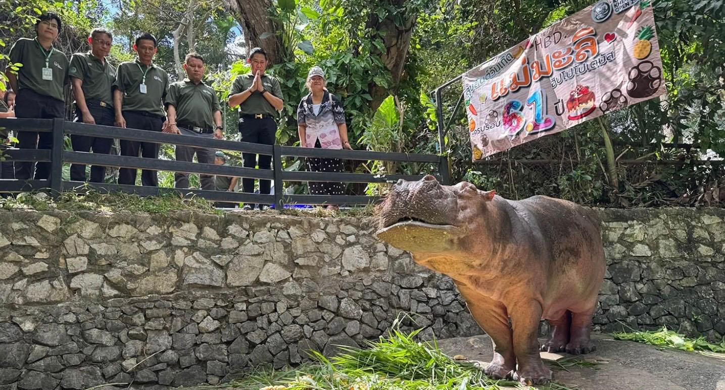 Mae Mali hippopotame