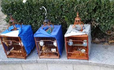 cages-oiseaux-parcs-chine